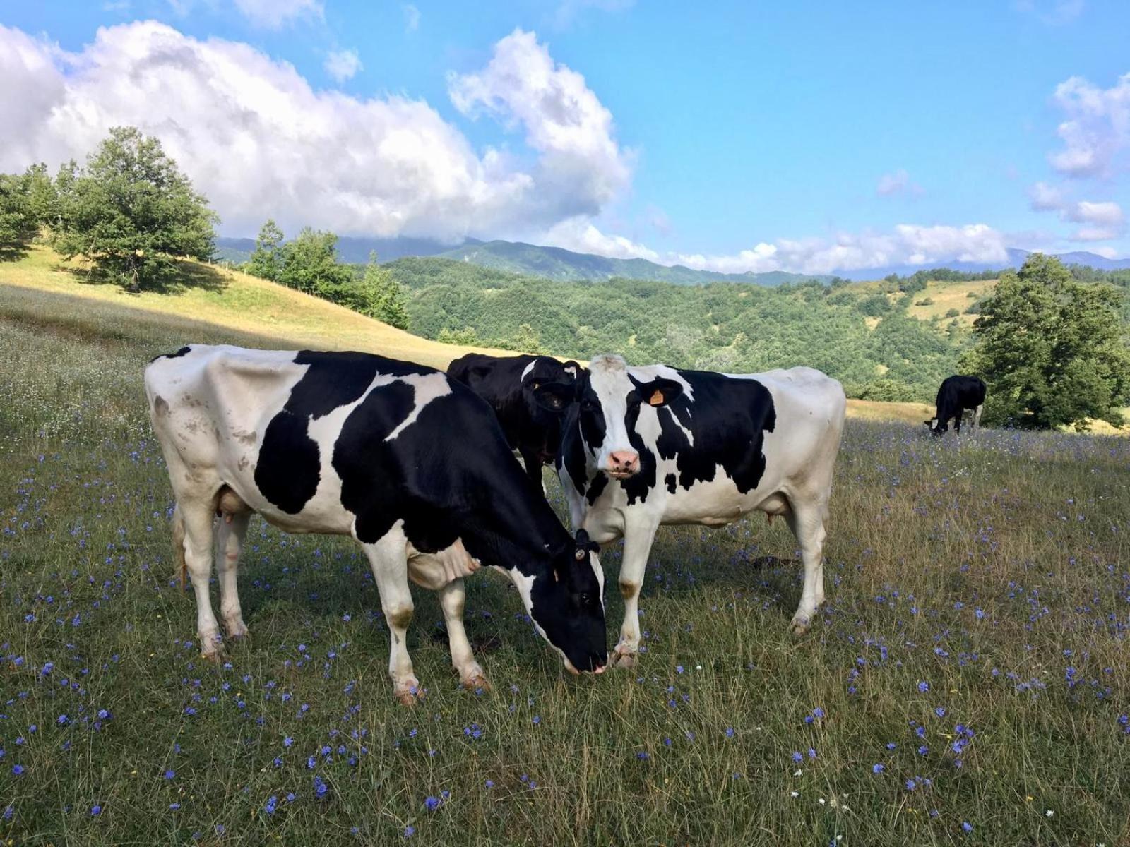 Agriturismo Poggio Di Sotto Galliano Esterno foto