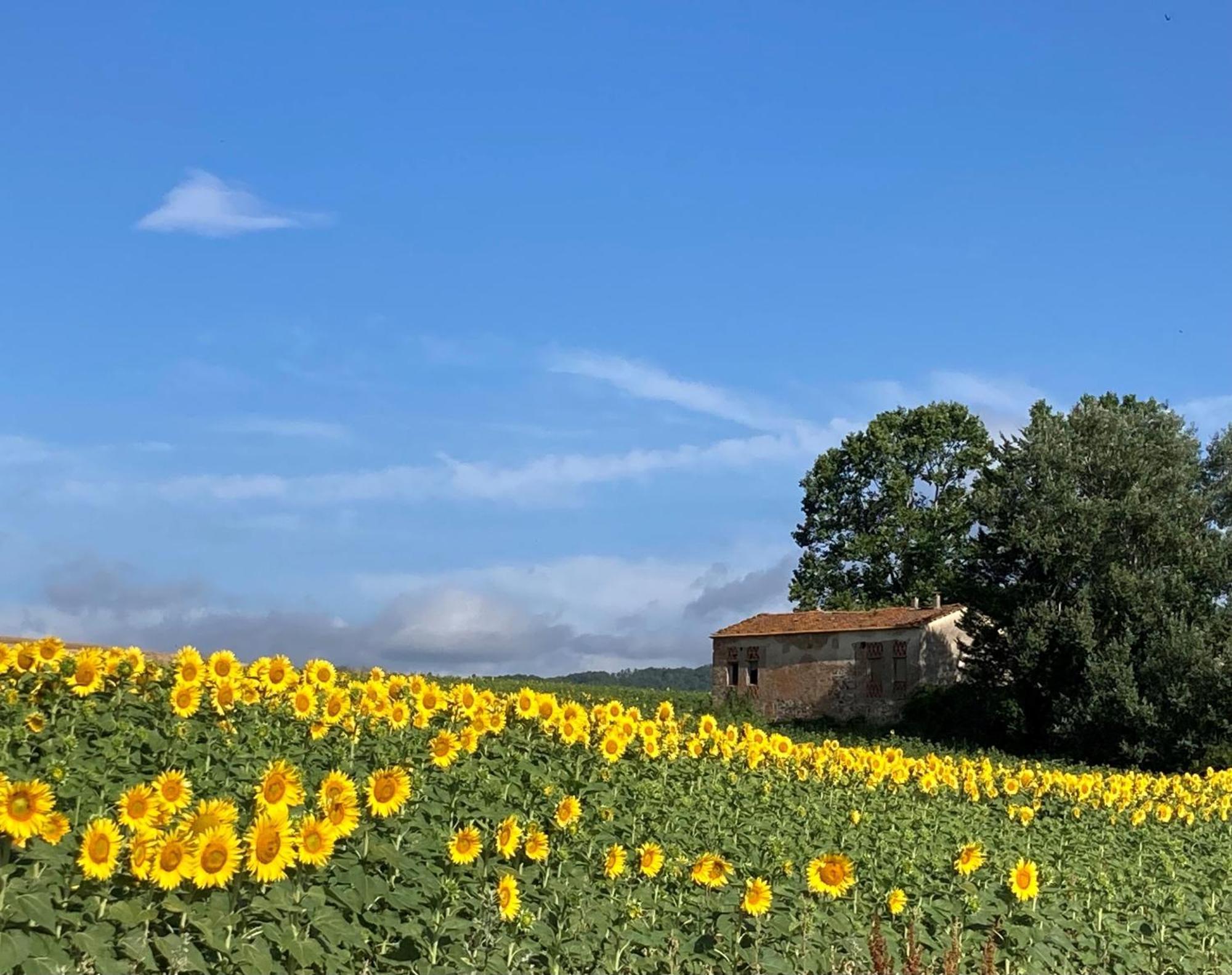 Agriturismo Poggio Di Sotto Galliano Esterno foto